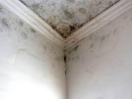 Professional Mold Prevention & Removal  in Estherville, IA