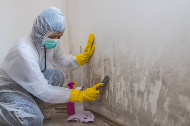 Mold Remediation for Vacation Homes in Estherville, IA